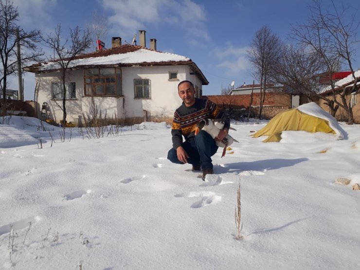 Kaz üreticiliği hızla artıyor