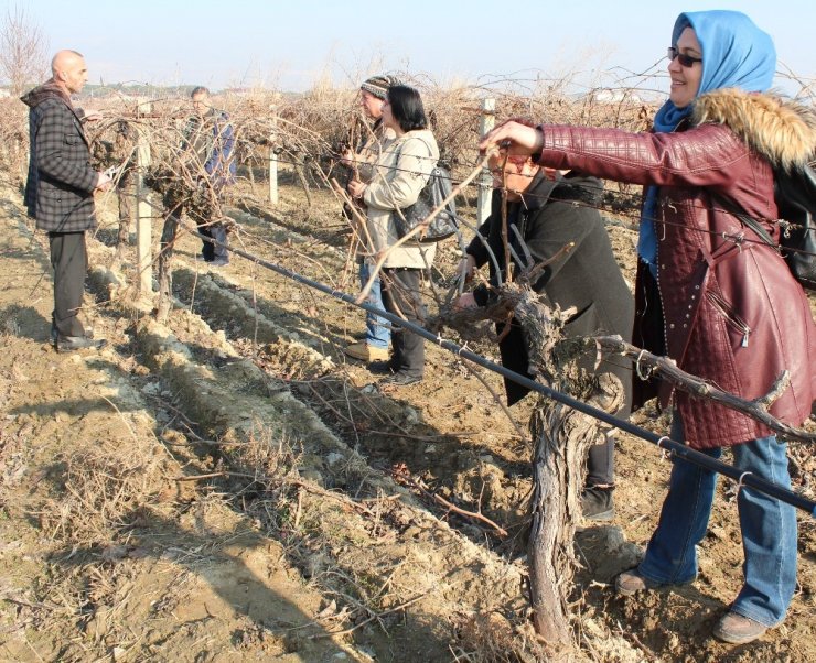 Alaşehir’de bağ budama kurslarına yoğun ilgi