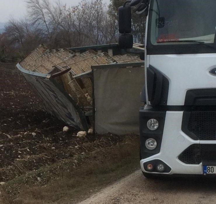 Tır devrildi, 2 bin 200 tavuk telef oldu