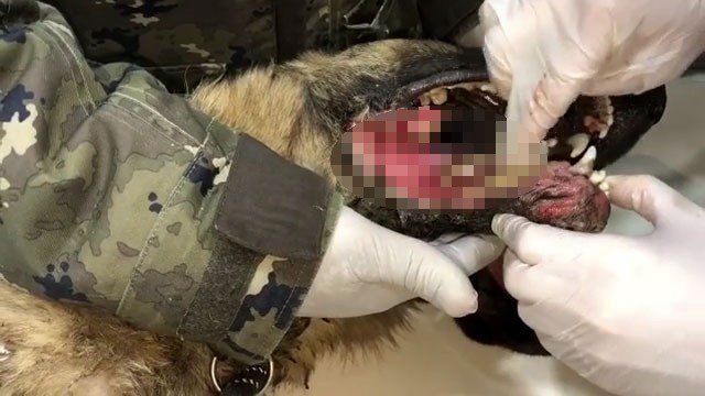 Bolu’da, tüfekle çenesinden vurulan köpek tedavi altına alındı