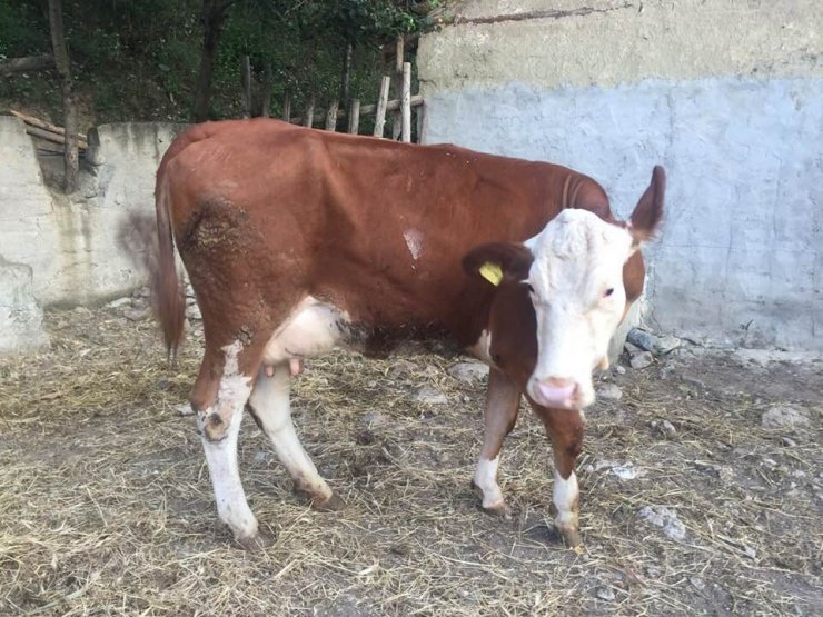 Aslanapa’da 1 yılda yaklaşık 20 bin litre süt üretiliyor