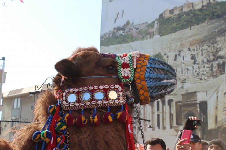 İzmir'de Efes Deve Güreşleri öncesi en süslü deve seçildi