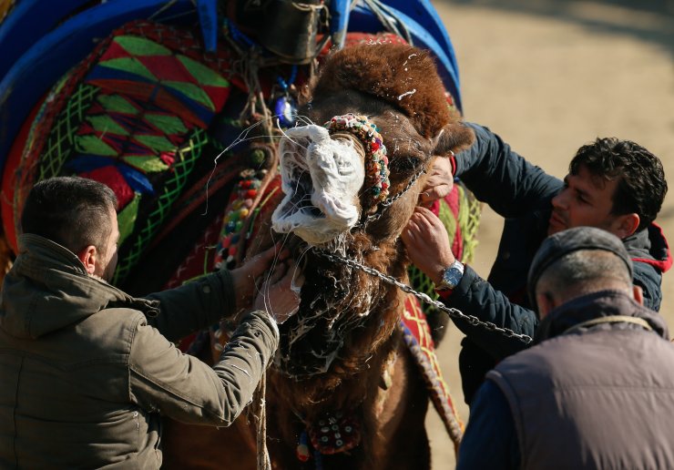 İzmir'de 38. Uluslararası Devecilik Festivali