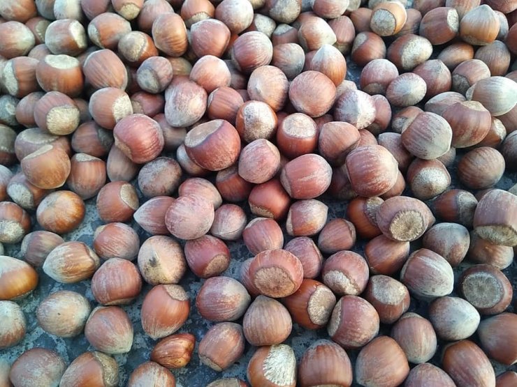 Fındık fiyatları 2 ayda 14 liradan 20 liraya yükseldi