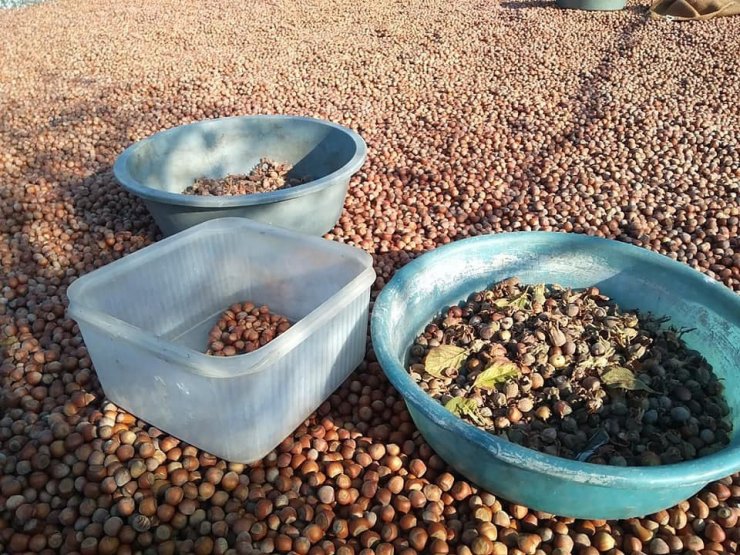 Fındık fiyatları 2 ayda 14 liradan 20 liraya yükseldi