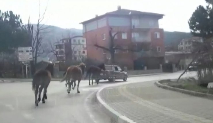 Otomobile bağladığı atları asfaltta metrelerce koşturdu