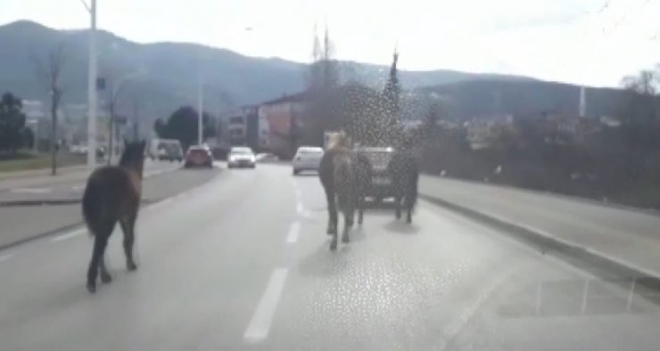 Otomobile bağladığı atları asfaltta metrelerce koşturdu