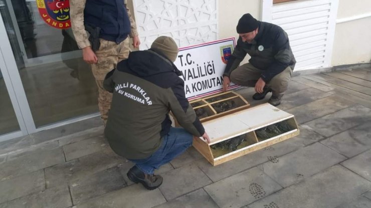 Van’da 75 Common Myna kuşu ele geçirildi