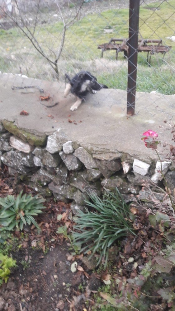 Bahçe tellerine sıkışan köpeği itfaiye kurtardı