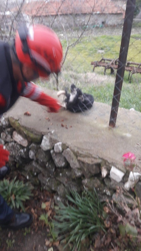 Bahçe tellerine sıkışan köpeği itfaiye kurtardı