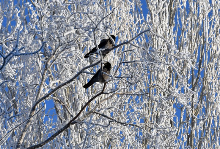 Doğu Anadolu'da soğuk hava etkili oluyor