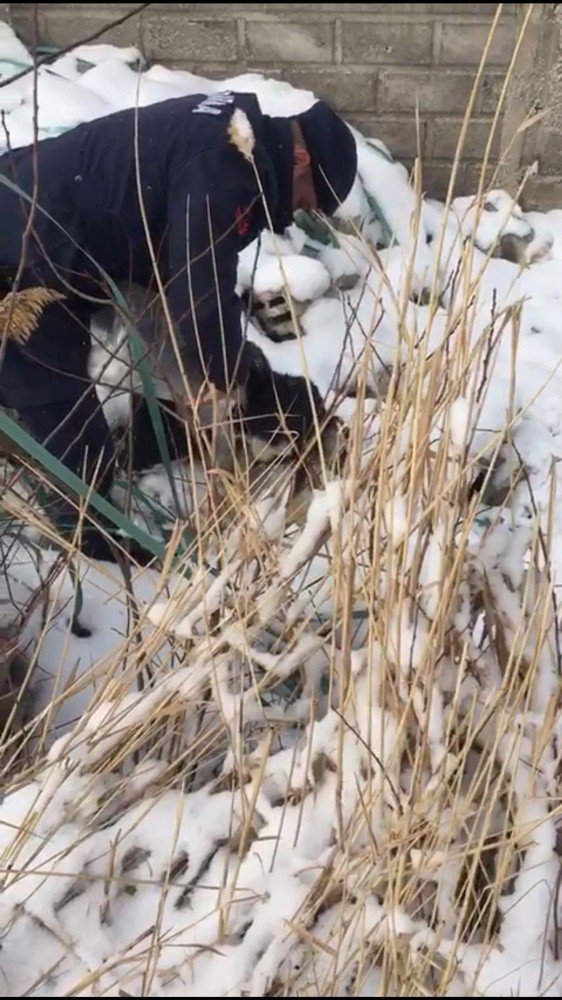 Başı bidona sıkışan yavru köpeği jandarma kurtardı