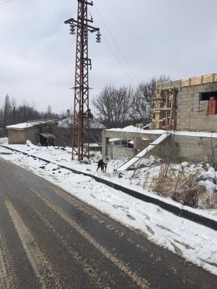 Başı bidona sıkışan yavru köpeği jandarma kurtardı