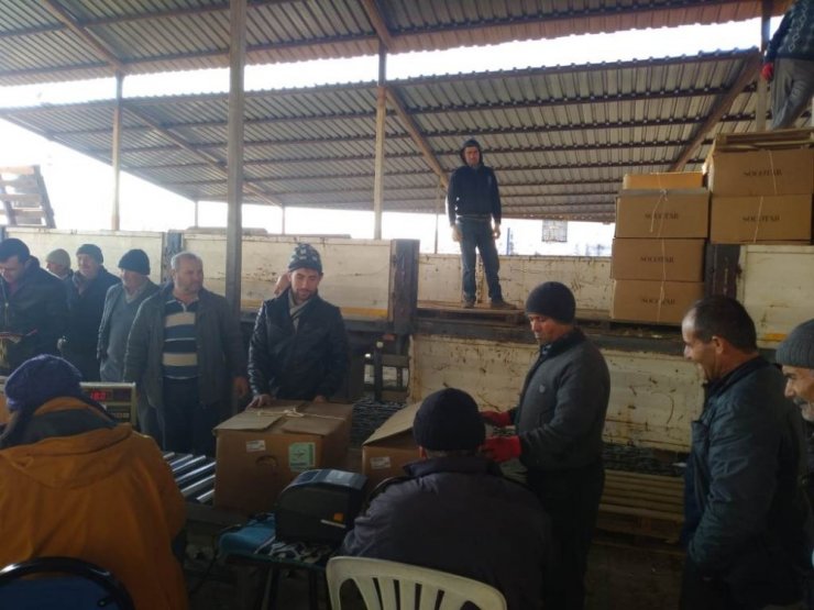 Selendi’de tütün alımları başladı