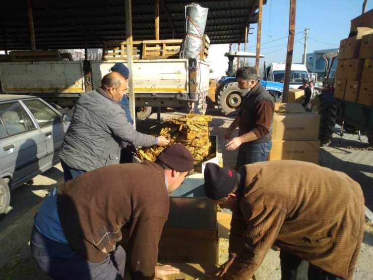 Selendi’de tütün alımları başladı