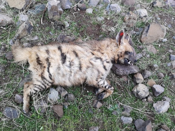 Siverek’te türüne az rastlanan sırtlan bulundu