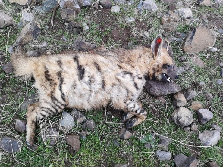 Siverek’te türüne az rastlanan sırtlan bulundu