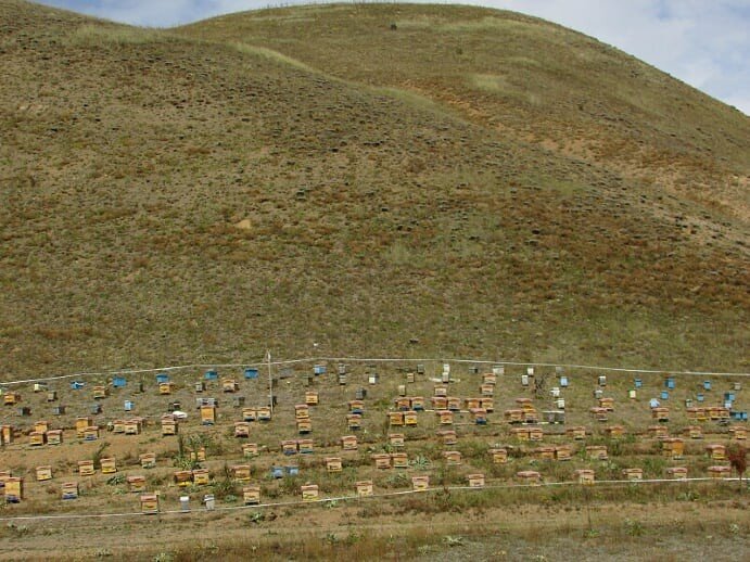 Türkiye’de arıcı sayısı 60 bine yaklaştı