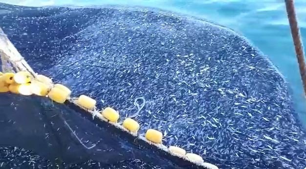 Büyük teknenin hamsiyle dolup taştığı anlar kamerada: Tam 3 bin kasa