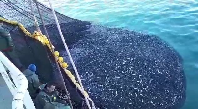 Büyük teknenin hamsiyle dolup taştığı anlar kamerada: Tam 3 bin kasa