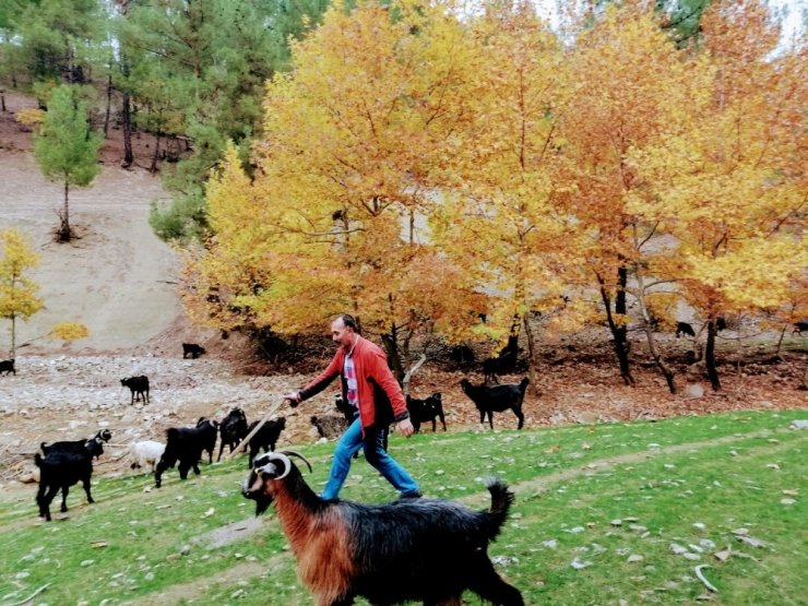 Kahramanmaraş’ta 1 milyon 300 bin küçükbaş hayvan var