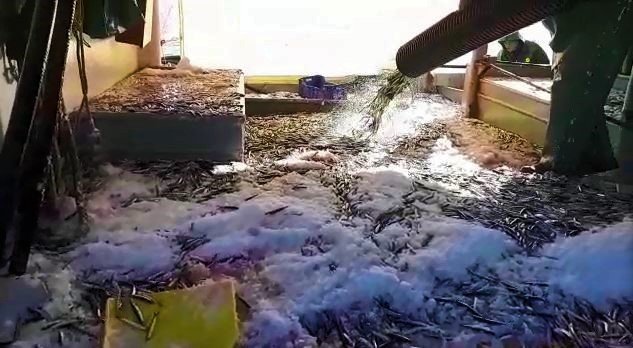 Büyük teknenin hamsiyle dolup taştığı anlar kamerada: Tam 3 bin kasa