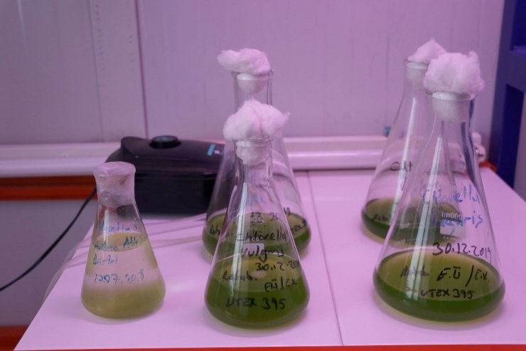 Serada ürettiği yosunu 6 ülkeye ihraç ediyor