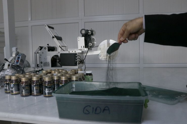 Serada ürettiği yosunu 6 ülkeye ihraç ediyor