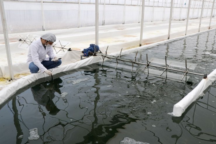 Serada ürettiği yosunu 6 ülkeye ihraç ediyor