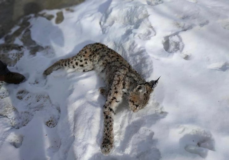 Aç kalan vaşak kazada telef oldu