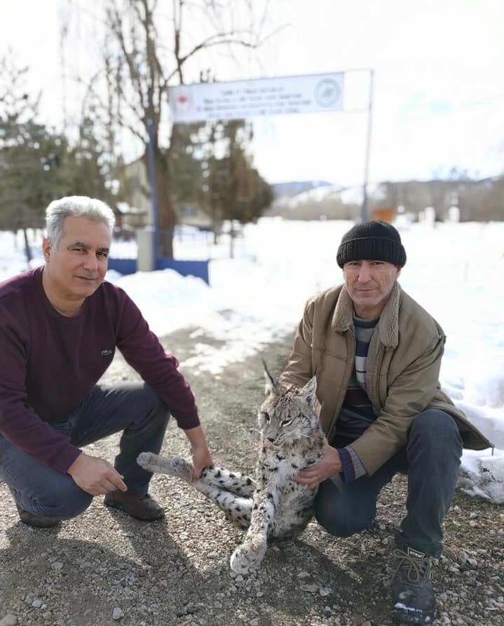 Aç kalan vaşak kazada telef oldu