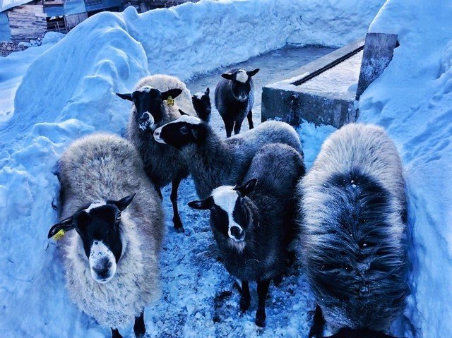 Giresun’da "Ramanov" koyunları çoğalıyor
