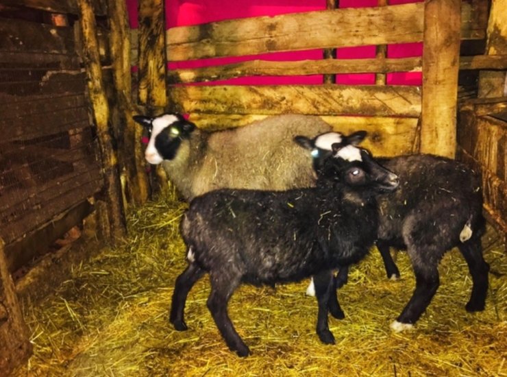 Giresun’da "Ramanov" koyunları çoğalıyor