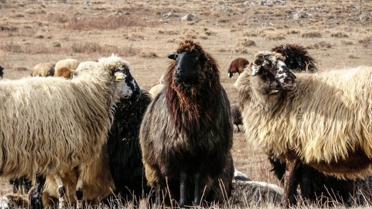 Ardahan’da kış ayında sıcak hava çiftçiye ekonomik kazanç sağlıyor
