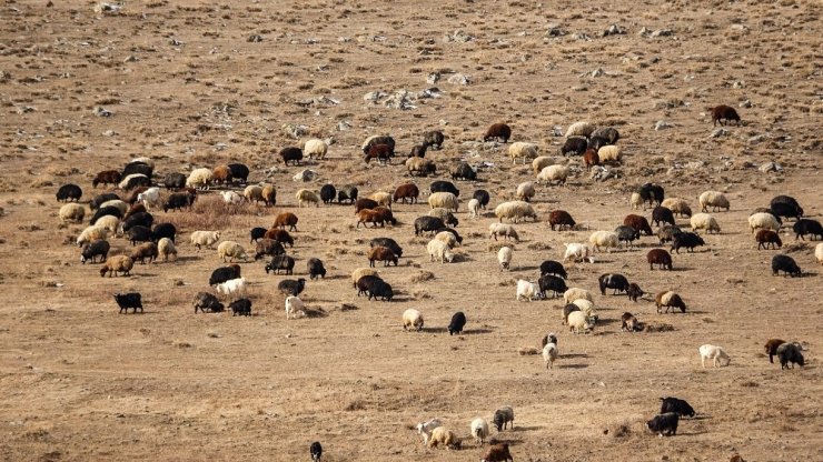 Ardahan’da kış ayında sıcak hava çiftçiye ekonomik kazanç sağlıyor