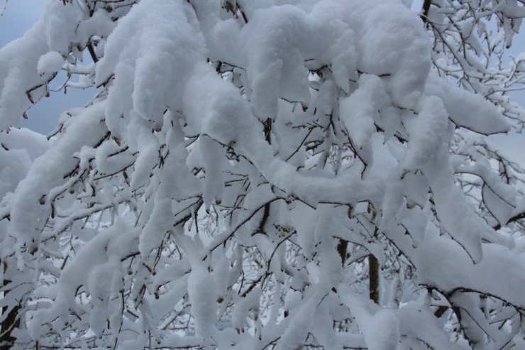 Kar fındık üreticisinin yüzünü güldürdü