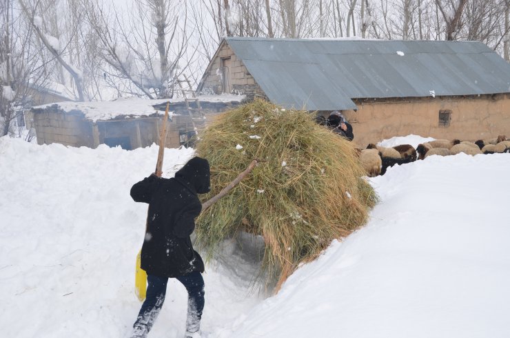 Hayvanlarını beslemek için karlı tepelerden kızakla ot taşıyorlar