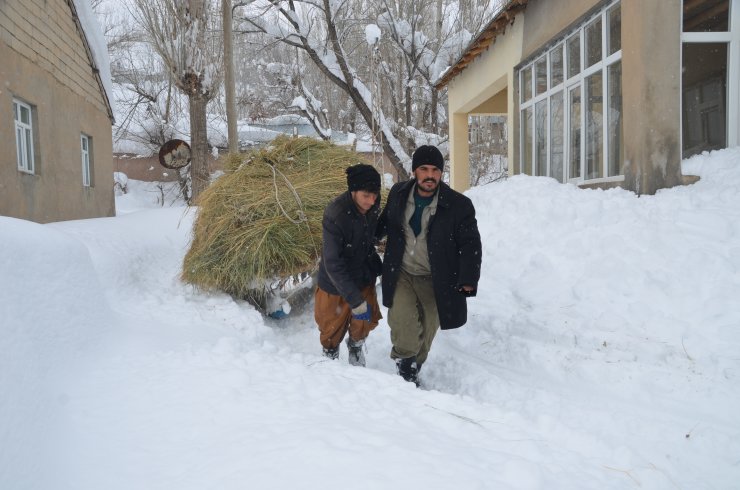 Hayvanlarını beslemek için karlı tepelerden kızakla ot taşıyorlar