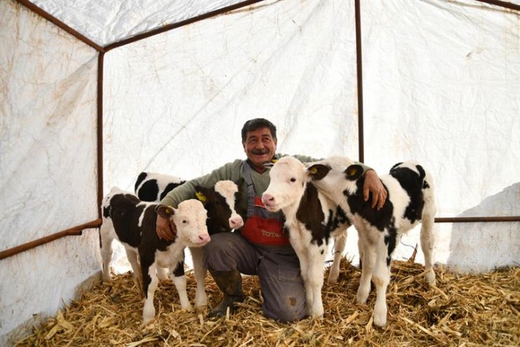 Kayserili besicinin iki ineği ikiz buzağı dünyaya getirdi