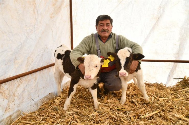 Kayserili besicinin iki ineği ikiz buzağı dünyaya getirdi