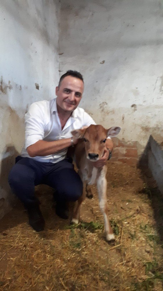 Üreticilere buzağı destekleme ödemeleri başladı