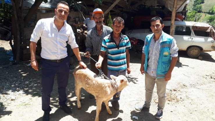 Üreticilere buzağı destekleme ödemeleri başladı