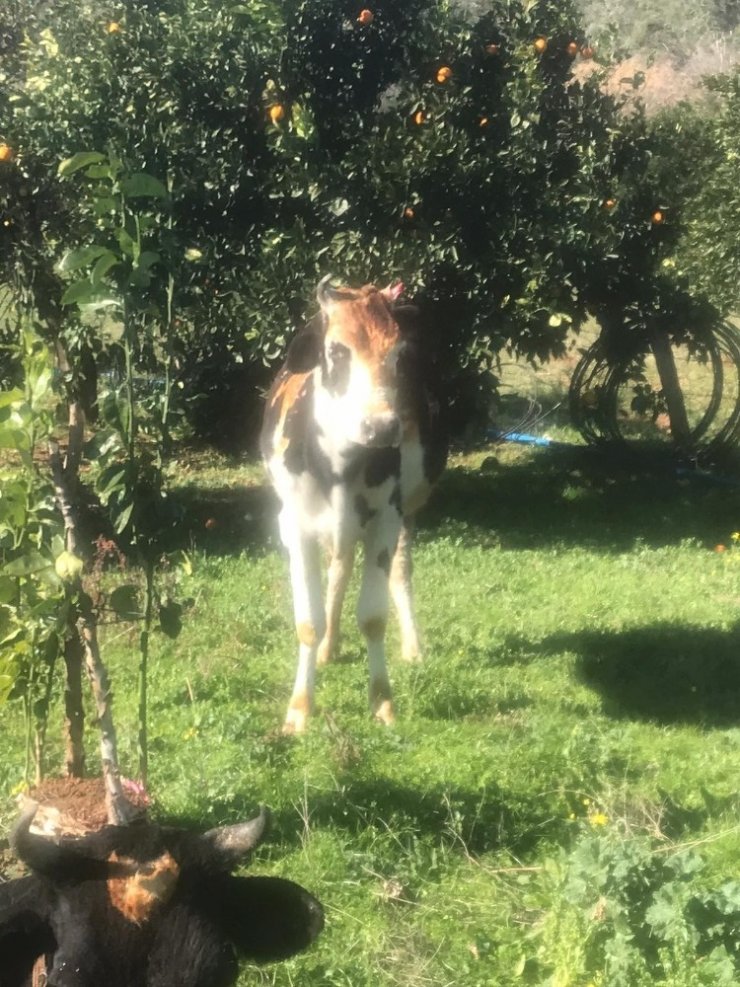Ahırdaki inekler yanmaktan son anda kurtarıldı