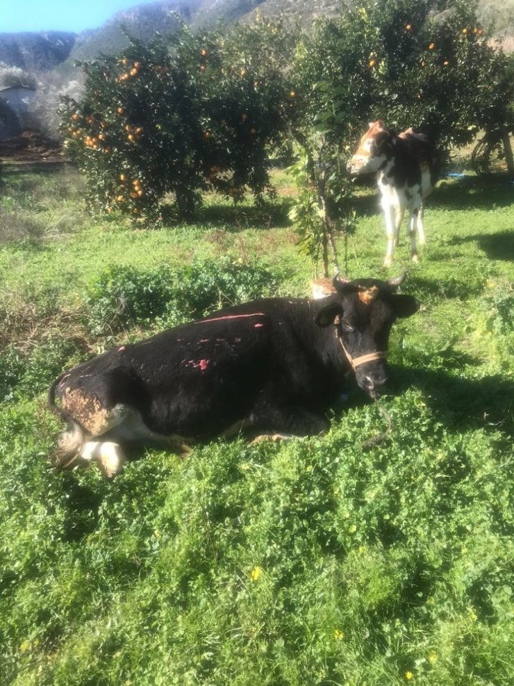 Ahırdaki inekler yanmaktan son anda kurtarıldı
