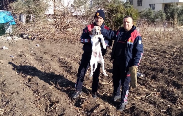 Başını bidona sıkıştıran köpeği itfaiye kurtardı