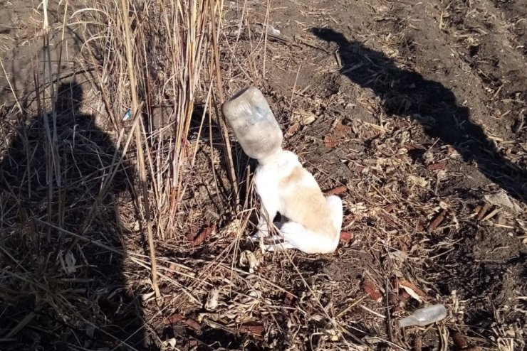 Başını bidona sıkıştıran köpeği itfaiye kurtardı