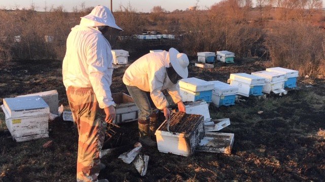 Çanakkale’de 30 kovan arı yandı