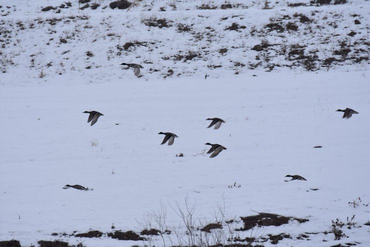 Dondurucu soğuğa rağmen su kuşları göç etmedi