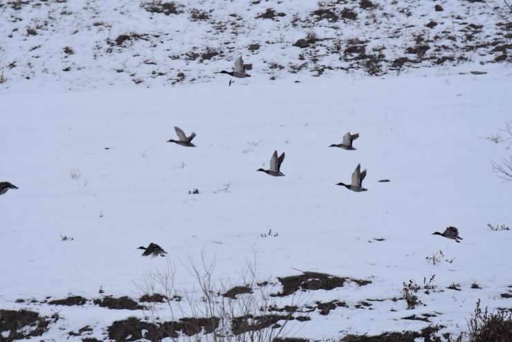 Dondurucu soğuğa rağmen su kuşları göç etmedi