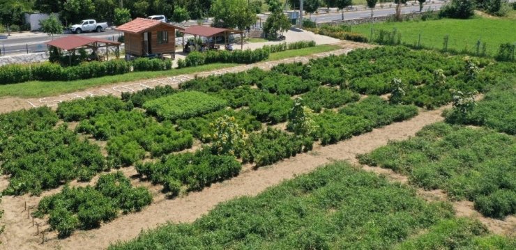 Aydın incir, kestane, yağlık zeytin ve kerevizde liderliğini korudu